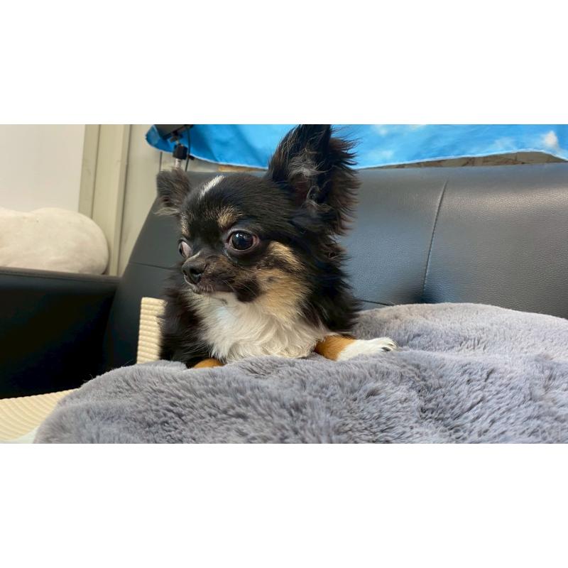 成約済の兵庫県のチワワ(ロングコート)-378076の8枚目